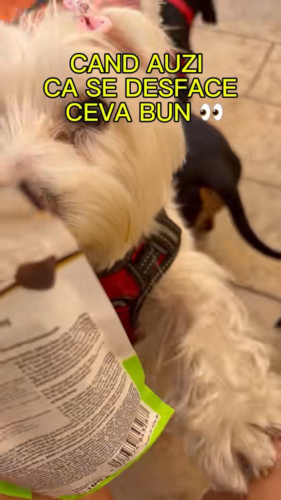 Video portofoliu