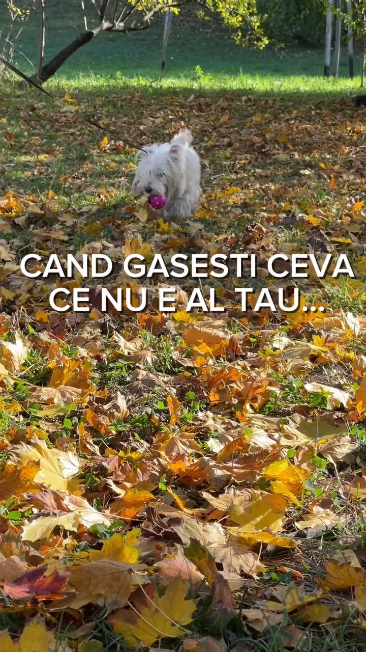 Video portofoliu